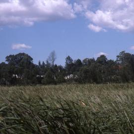 Behind Blanch Street, Ironbark Marsh, Hunter Wetlands, Shortland, NSW, July 2004