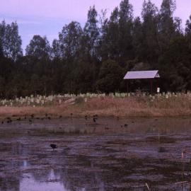 Green Corps regeneration, Moorhen Swamp, Hunter Wetlands, Shortland, NSW, July 2004