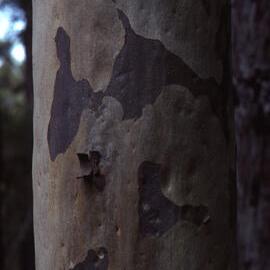 Eucalyptus maculata, (Spotted Gum), Shortland Wetlands, NSW