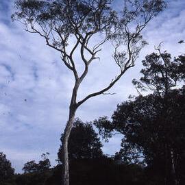 Eucalyptus maculata, (Spotted Gum), Shortland Wetlands, NSW