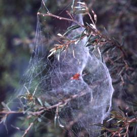 Dewy spider webs, Shortland Wetlands, NSW