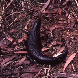 Land Mullet, Shortland Wetlands, NSW, 1985-2004