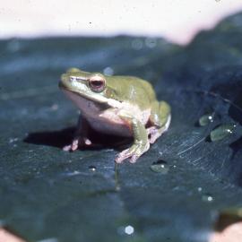 Eastern Dwarf Tree Frog, Shortland Wetlands, NSW, 1985-2004