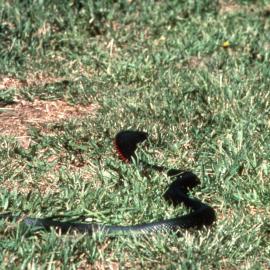 Red Bellied Black Snake, Shortland Wetlands, NSW, 1985-2004