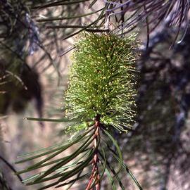 Callistemon pinifolius, Cranbourne, Vic, 1985-2004
