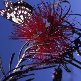 Belenois java, (Caper White) butterfly, on Callistemon phoeiceus, (Scarlet Bottlebrush), Shortland Wetlands, NSW, 1985-2004