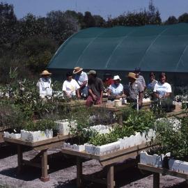 Rotary Club plant benches, native plant nursery, The Wetlands Centre, Shortland, NSW, 1997