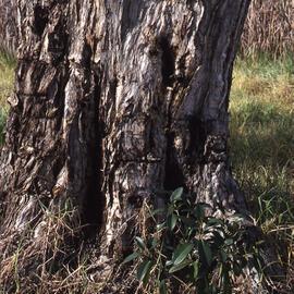 Melaleuca quinquenervia, with Ficus obliqua, Shortland Wetlands, NSW, June 1986