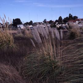 Pampas grass, weed, Ironbark Marsh, Shortland Wetlands, NSW, 1985-2004