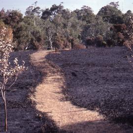 Fire damage, Melaleuca Swamp, Shortland Wetlands, NSW, May 1991