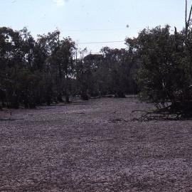 The drought effct on Melaleuca Swamp, Shortland Wetlands, NSW, February 1991