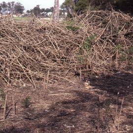 Revegetation, Shortland Wetlands, NSW, June 1986
