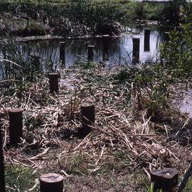Construction Lions Club boardwalk, Farm Dam, The Wetlands Centre, Shortland , NSW, November 1996