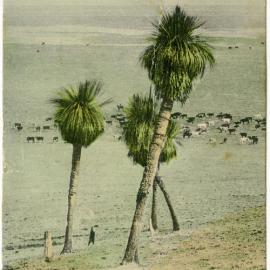 Australian Grass Trees, Series 11 - "By The Wayside"
