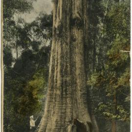 Blackbutt Tree, Series 19 - Illawarra NSW