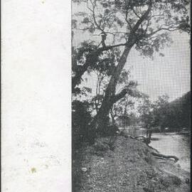 A Peep In National Park, NSW