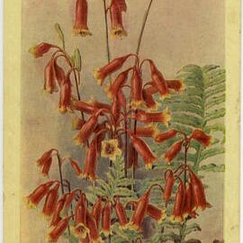 Christmas Bells and Fern