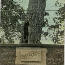 The Explorer's Tree, Katoomba