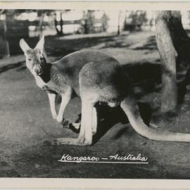 Kangaroo - Australia