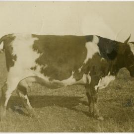A Cow