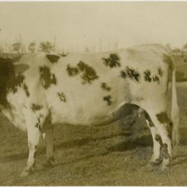 Cow