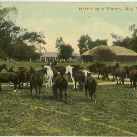 Horses on a Station, New South Wales