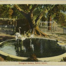 Zoological Gardens, Sydney