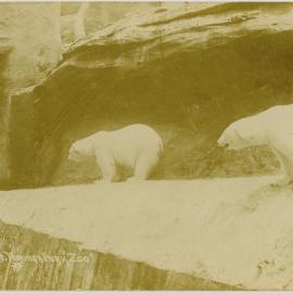 Polar Bears at Taronga Zoo