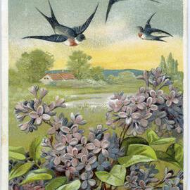 Swallows over Flower Field