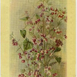 Boronia Flowers