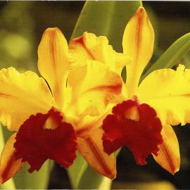 Daffodils