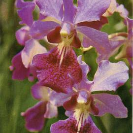 Vanda Ruby Prince Orchid