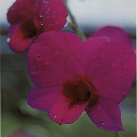 Dendrobium Phalaenopsis Orchid
