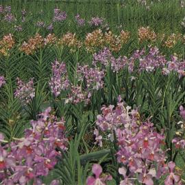 Vanda Orchids