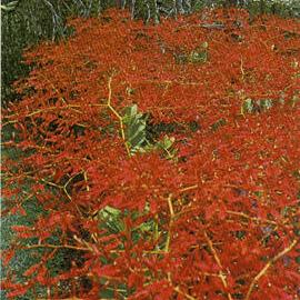 Renanthera Coccinea Flower