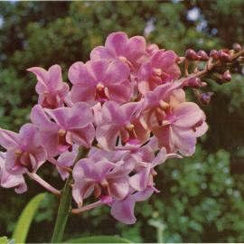 Aeridovanda Tsuruko Iwasaki Flower