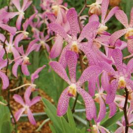 Aranda Christine Orchid
