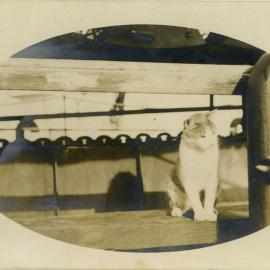 Shipboard Cat