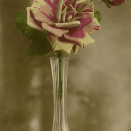 Vase with single rose