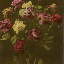 Vase of Roses