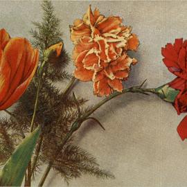 Tulip with Carnations