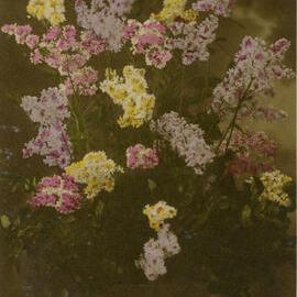 Pot of flowers