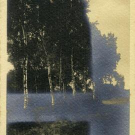Row of Birch Trees