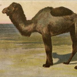 African Dromedary