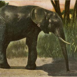 Indian Elephant