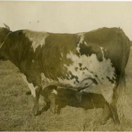 Bull 1