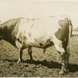 Bull 2