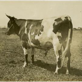 Bull 3