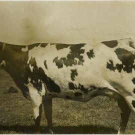 Cow 2