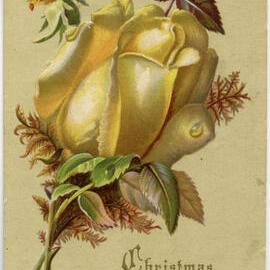Christmas Blessings rest on you!